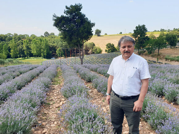 Taşlık araziyi lavanta bahçesine dönüştürdü