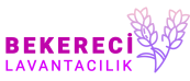 Bekereci Lavanta